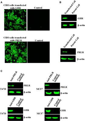 Preparation of a Growth Hormone Receptor/Prolactin Receptor Bispecific Antibody Antagonist Which Exhibited Anti-Cancer Activity